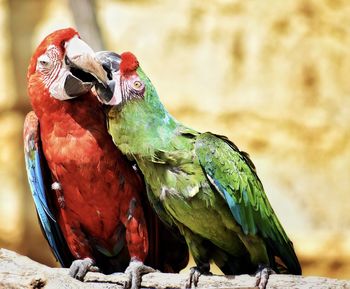 Close-up of parrot perching