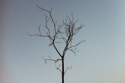 Low angle view of bare trees