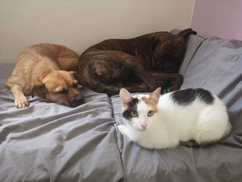 High angle view of a cat and dogs on bed