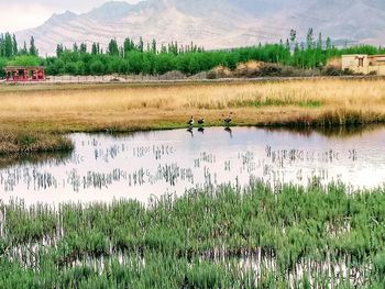 Scenic view of field by lake against sky