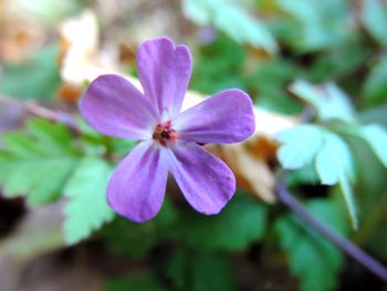 Close-up of purple flower