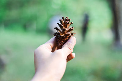 Cropped hand holding pine cone