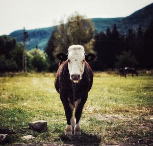 Portrait of cow standing on field