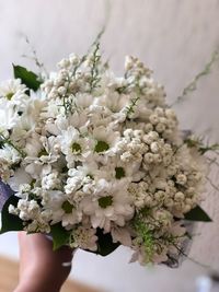 Close-up of hand holding white flowering plant