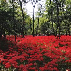 Red flowering trees in forest