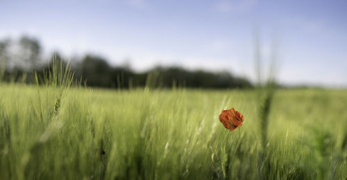 Close-up of poppy on field against sky