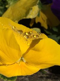 Close-up of yellow flower