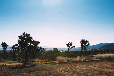 Trees on field against sky
