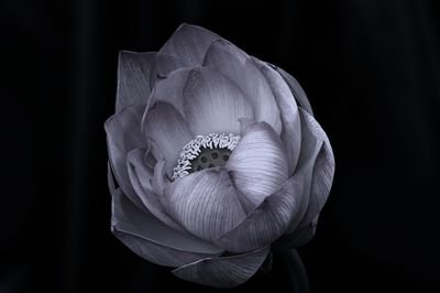 Close-up of lotus flower against black background