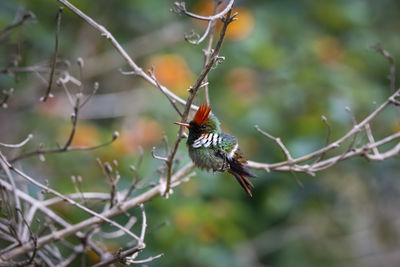 Low angle view of bird perching on branch