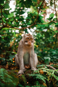 Monkey sitting on tree