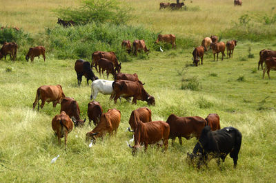 Horses grazing in a field