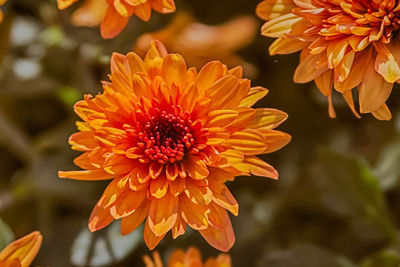 Close-up of yellow flower blooming outdoors