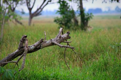 Trees on grassy field