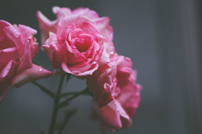 Close-up of pink rose blooming outdoors