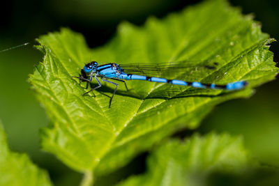 Close-up of insect on leaf