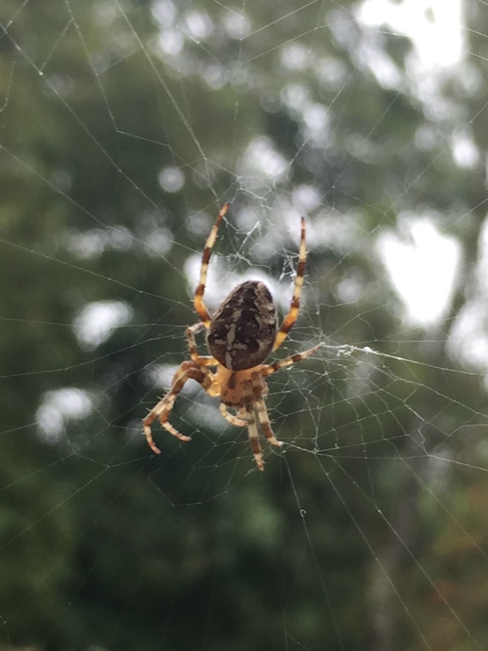 SPIDER ON WEB