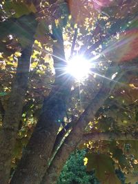 Low angle view of sunlight streaming through tree