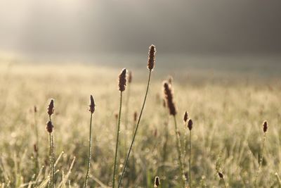 Close-up of plants growing on field against sky