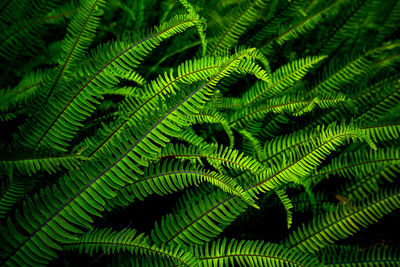 Full frame shot of fern leaves