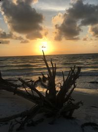 Driftwood on beach against sky during sunset