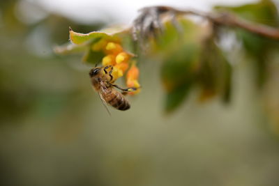 Close-up of bee on flower