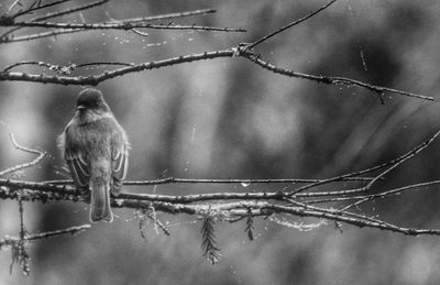 Close-up of an animal