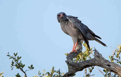 Low angle view of bird perching on branch against sky