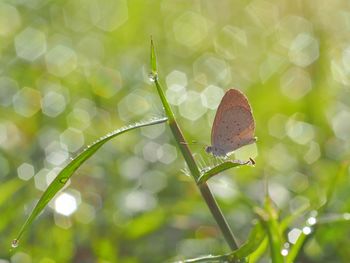 Close-up of butterfly on plant
