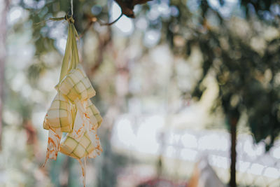 Ketupat or rice dumpling is traditional food in malaysia during eid celebration. 