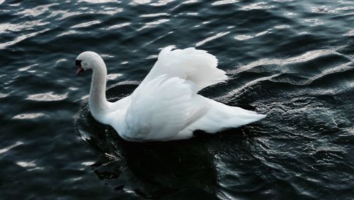 Two swans swimming in lake