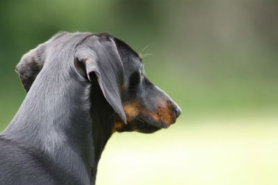 Close-up of a dog looking away