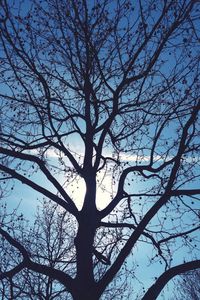 Low angle view of bare tree against sky