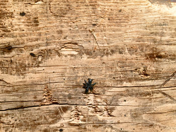 Full frame shot of wooden wall