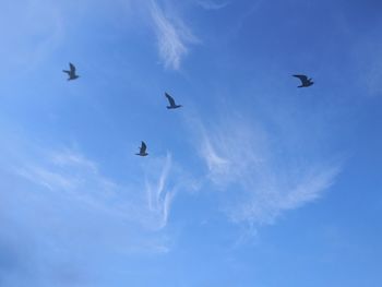 Low angle view of birds flying in sky