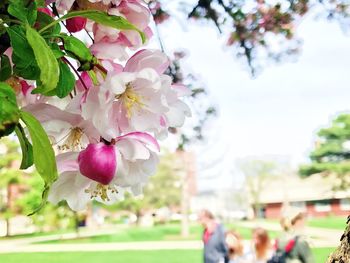 Close-up of fresh pink flowers blooming in park