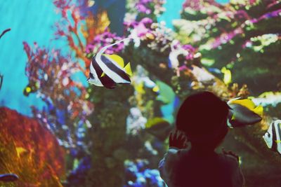 Rear view of girl swimming in aquarium