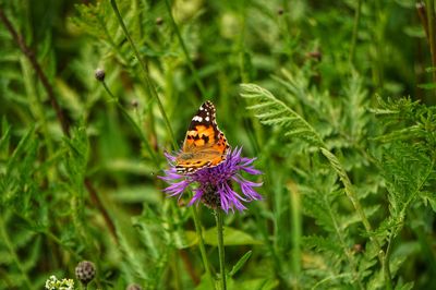 Butterfly pollinating on purple flower