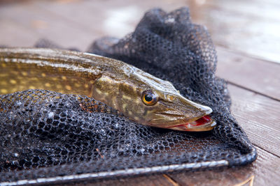 Close-up of fish