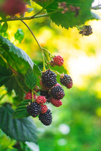 Close-up of berries growing on plant