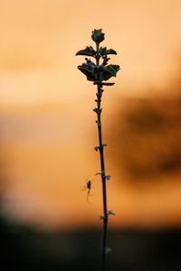 Close-up of wilted plant against sky