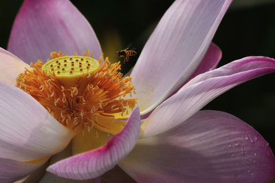 Close-up of pink rose flower