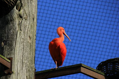 Low angle view of bird perching on roof