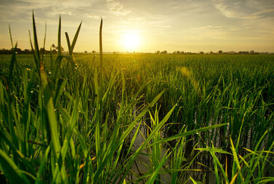 Wheat growing on field against sky during sunset