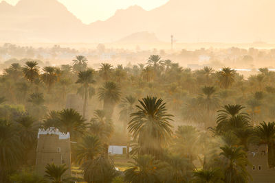 Palm trees on field against sky during sunset