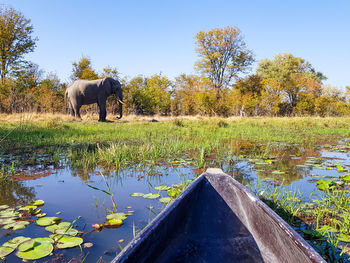 View of elephant in lake