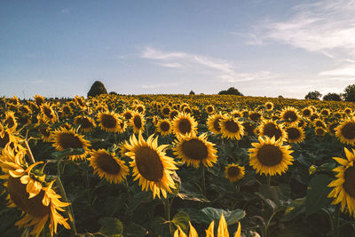 Scenic view of sunflower field against sky