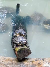 High angle view of turtle swimming in lake