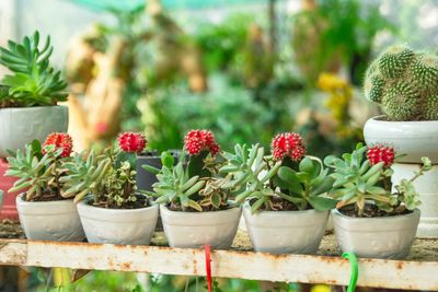 Close-up of potted plant