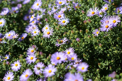 High angle view of purple flowers blooming in garden